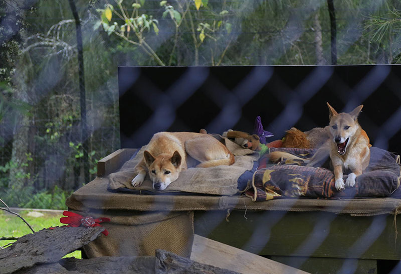 莫戈動物園的兩只Dingo在溫馨的小窩中休息（攝影 賀吉）