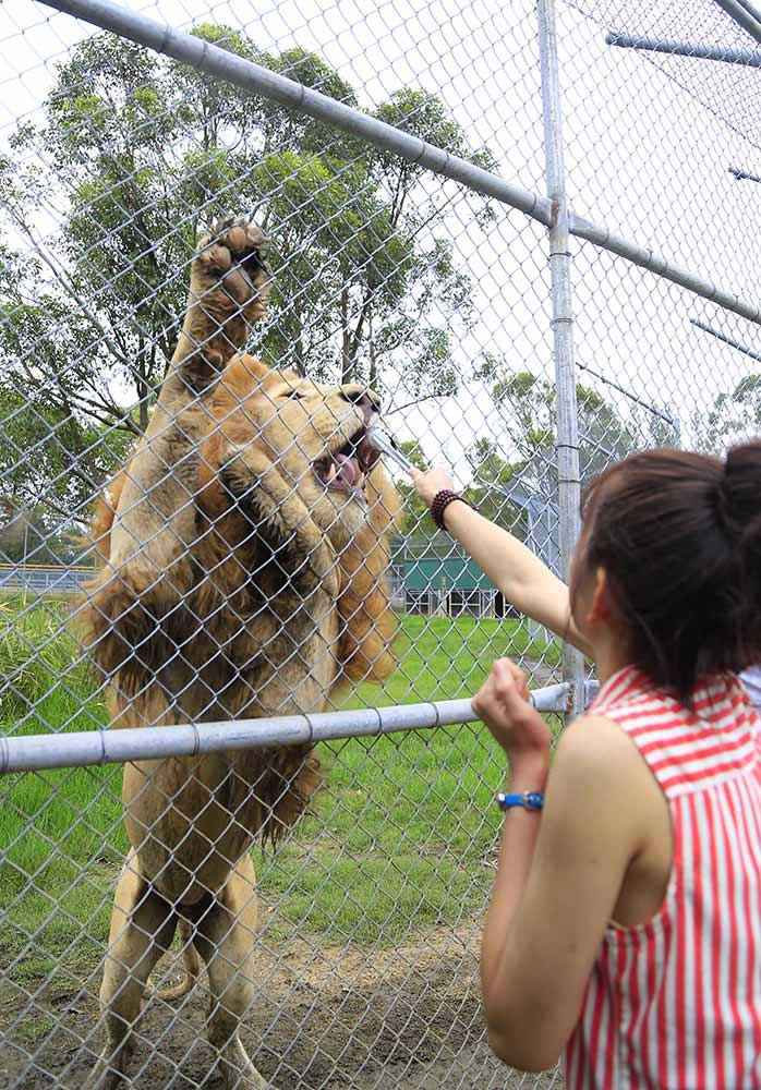 動物園中還可以喂獅子（