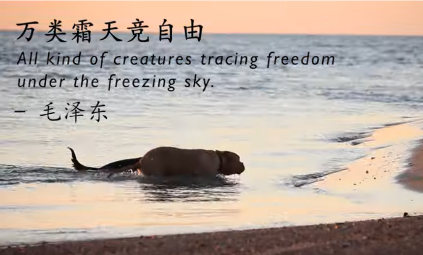 2020最佳體驗(yàn)獎(jiǎng)在2020“當(dāng)考拉遇見熊貓”——中澳友好微視頻大賽中，作品《詩(shī)韻北領(lǐng)地》獲得“最佳體驗(yàn)獎(jiǎng)”。文化無(wú)國(guó)界，錦繡詩(shī)篇不僅能描繪中國(guó)山川河流大好的景象，也適用于描述其它地域大自然的波瀾壯闊。作者將中國(guó)古詩(shī)詞與過(guò)去幾年在北領(lǐng)地地區(qū)拍攝的自然風(fēng)光相結(jié)合，向觀眾呈現(xiàn)出一幅幅中西方文化碰撞下的美妙畫卷。