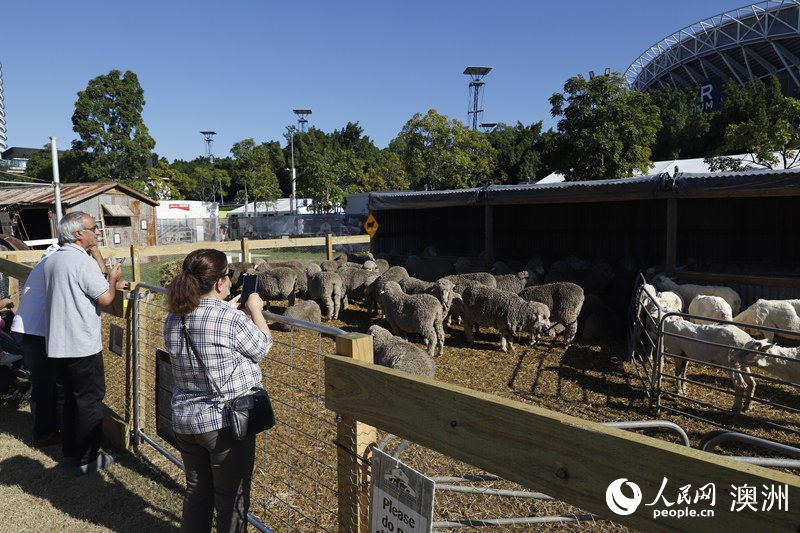 2025悉尼農(nóng)展會(huì)舉行 盡展澳大利亞農(nóng)業(yè)文化特色（攝影 劉美鷺）