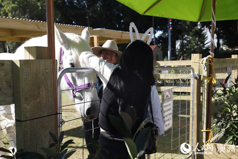 2025悉尼皇家復(fù)活節(jié)農(nóng)展會(huì)現(xiàn)場，游客與馬匹進(jìn)行互動(dòng)（攝影 劉美鷺）