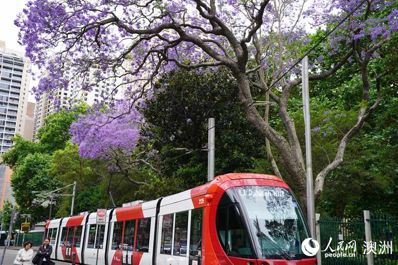 藍(lán)花楹盛放，裝扮悉尼春日街頭（攝影 沈詩洋）
