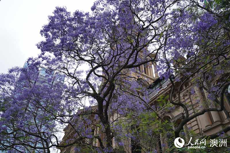 悉尼市政廳前盛開的藍花楹（攝影 沈詩洋）
