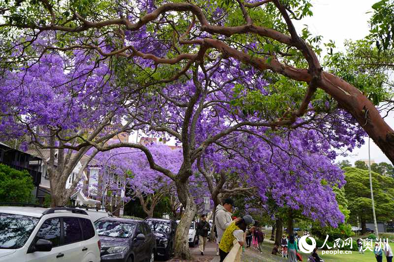 藍花楹吸引眾多市民及游客拍照留念（攝影 沈詩洋）