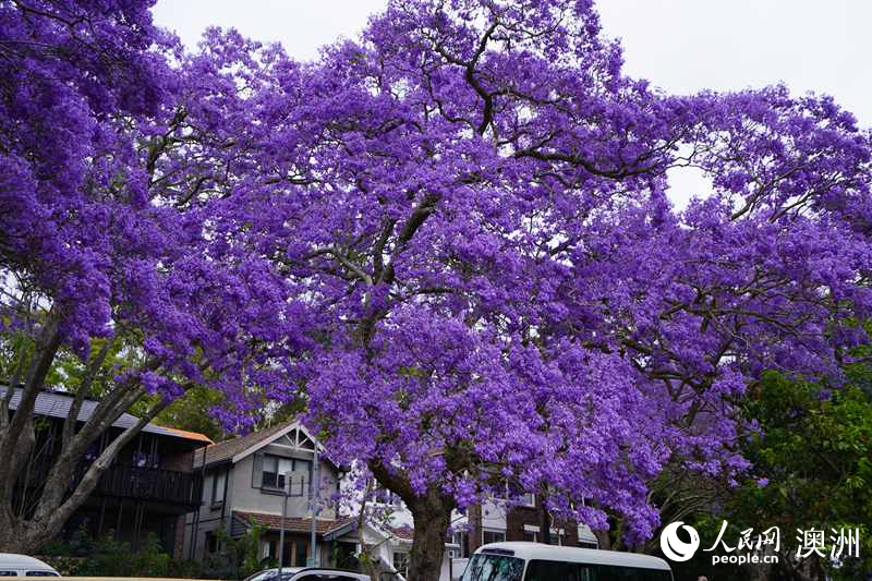 藍(lán)花楹盛放，裝扮悉尼春日街頭（攝影 沈詩(shī)洋）