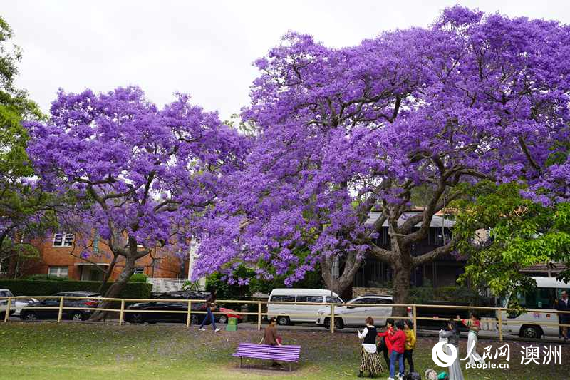 藍(lán)花楹吸引眾多市民及游客拍照留念（攝影 沈詩洋）