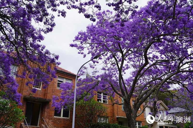 藍花楹盛放，裝扮悉尼春日街頭（攝影 沈詩洋）