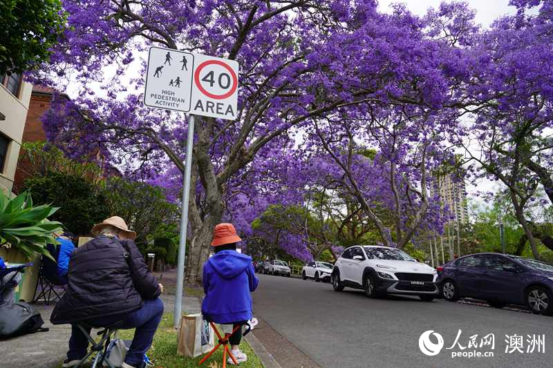 繪畫愛好者用畫筆描繪藍(lán)花楹（攝影 沈詩洋）