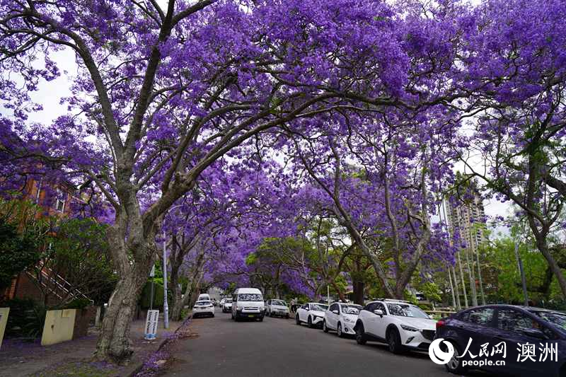 藍花楹盛放，裝扮悉尼春日街頭（攝影 沈詩洋）